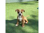 Adopt Bernie a Mixed Breed (Medium) / Mixed dog in Rancho Santa Fe