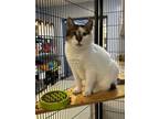 Adopt Truman a White Domestic Shorthair / Domestic Shorthair / Mixed cat in