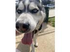 Adopt Klondike a Black Husky / Mixed dog in Balch Springs, TX (40952413)