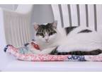 Adopt Fanny a White Domestic Shorthair / Domestic Shorthair / Mixed cat in