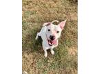 Adopt Frost a White Mixed Breed (Large) / Mixed dog in Savannah, TN (40952933)
