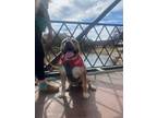Adopt Boulder a Tricolor (Tan/Brown & Black & White) Pit Bull Terrier / Mastiff