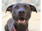 Adopt Noel a Brindle Mixed Breed (Large) / Mixed dog in Hamilton, OH (40181962)