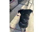 Adopt Gypsy a Black Chow Chow / Labrador Retriever / Mixed dog in San Antonio