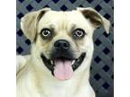 Adopt Merrick a Boston Terrier / Pug / Mixed dog in Midland, TX (40952444)