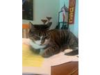 Adopt Kiera a Black & White or Tuxedo American Shorthair / Mixed (short coat)