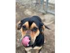 Adopt COOPER a Black - with Tan, Yellow or Fawn Black and Tan Coonhound / Mixed