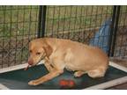 Adopt Tilly a Brown/Chocolate Hound (Unknown Type) / Mixed dog in Millen