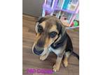 Adopt Dopey a Black German Shepherd Dog / Mixed dog in Cashiers, NC (40656720)