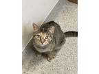 Adopt Peppermint a Brown Tabby Domestic Shorthair / Mixed Breed (Medium) / Mixed