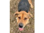 Adopt BELLE a Black - with Tan, Yellow or Fawn Black and Tan Coonhound / Mixed