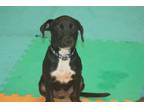Adopt Lotto a Black - with White Terrier (Unknown Type, Medium) / Mixed dog in