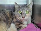 Adopt Maggie a Gray or Blue Domestic Shorthair / Mixed cat in Millersville