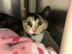 Adopt Minthara a Calico or Dilute Calico Domestic Shorthair / Mixed cat in