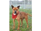 Adopt Buck - Adoptable a Terrier (Unknown Type, Small) / Mixed Breed (Medium) /