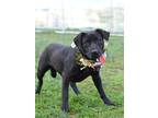 Adopt Bianca - Adoptable a Labrador Retriever / Mixed Breed (Medium) / Mixed dog