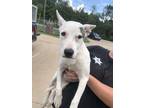 Adopt Thelma a White Mixed Breed (Medium) / Mixed dog in Savannah, TN (36047024)