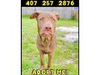 Adopt Maple (great with kids and dog a Brown/Chocolate American Pit Bull Terrier
