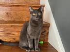 Adopt Lonnie Locust a Gray or Blue Domestic Shorthair (short coat) cat in