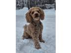 Adopt Teddy a Red/Golden/Orange/Chestnut Toy Poodle / Mixed dog in Oro Medonte