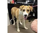 Adopt Lola a Tan/Yellow/Fawn - with White Cattle Dog / Labrador Retriever dog in