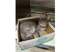 Adopt STORMY a Domestic Shorthair / Mixed (short coat) cat in Sandusky