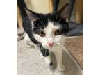 Adopt DOLLY a Domestic Shorthair / Mixed (short coat) cat in Sandusky