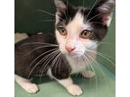 Adopt DOLLY a Domestic Shorthair / Mixed (short coat) cat in Sandusky