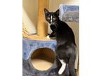 Adopt ZURG a Domestic Shorthair / Mixed (short coat) cat in Sandusky
