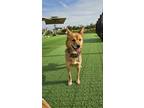 Adopt Kristoff a Tan/Yellow/Fawn Jindo / Shiba Inu dog in New York