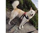 Adopt Jafar a White Jindo / Mixed Breed (Medium) dog in New York, NY (39233712)