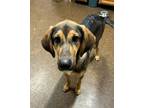 Adopt Elvis a Tricolor (Tan/Brown & Black & White) Hound (Unknown Type) / Mixed