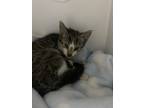 Adopt Hope a Domestic Shorthair / Mixed (short coat) cat in Lagrange