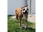 Adopt Sierra a Boxer / Mixed Breed (Medium) / Mixed dog in Portland