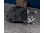 Adopt Jua a Domestic Shorthair (short coat) cat in Jackson, GA (40951061)