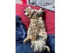Adopt Willow a Spotted Tabby/Leopard Spotted Domestic Mediumhair cat in Manteca