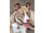 Adopt Nala Girl a Brown/Chocolate - with White Pit Bull Terrier / Husky dog in