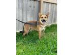 Adopt Ariel Marie a Brown/Chocolate - with Tan German Shepherd Dog dog in Sealy