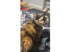 Adopt Gemini a Tortoiseshell Tabby / Mixed (short coat) cat in Deer Trail