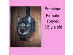 Adopt Penelope a Tortoiseshell Domestic Shorthair (short coat) cat in De Leon
