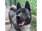 Adopt Willow a Brindle - with White Akita / Mixed dog in Toms River
