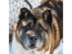 Adopt Kuma a Tricolor (Tan/Brown & Black & White) Akita / Mixed dog in Toms