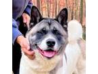 Adopt Hana a Tricolor (Tan/Brown & Black & White) Akita / Mixed dog in Toms