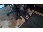 Adopt Rex a Brown/Chocolate Labrador Retriever / Mixed dog in Berwick