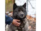 Adopt Billie a Black - with White Akita / Mixed dog in Toms River, NJ (40950227)