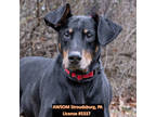 Adopt Bruce a Black Doberman Pinscher / Mixed Breed (Medium) / Mixed (short