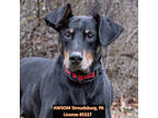 Adopt Bruce a Black Doberman Pinscher / Mixed dog in Stroudsburg, PA (28960551)