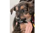 Adopt Axie a Black - with Tan, Yellow or Fawn German Shepherd Dog / Mixed dog in