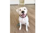 Adopt Ella a White - with Black Pit Bull Terrier / Mixed dog in Scottsdale