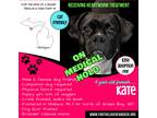 Adopt Kate a Black - with White Boxer / Mixed dog in Wallace, MI (40950059)